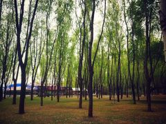 -森林公园(尖草坪区)