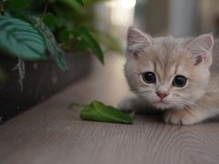 -东方名猫馆·英短金渐层布偶猫舍(环线广场1号楼店)