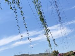 -径山花海