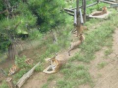 -大连森林动物园