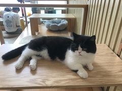 -Catmate·猫肥家润(金润铂宫店)