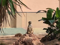 -成都动物园