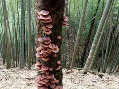 -井冈山风景名胜区
