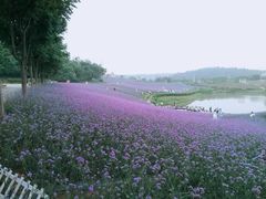-大塘金香草谷