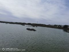 -南大港湿地风景区