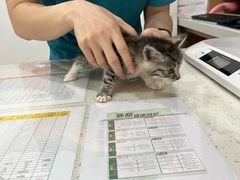 -艾贝尔宠物医院·24H转诊中心·肿瘤猫专科(江宁双龙店)