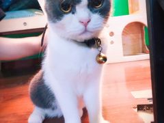 -李小姐の猫咖啡馆(五角场店)