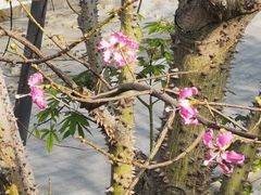 -深圳仙湖植物园