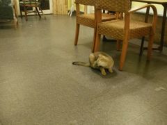 -猫色咖啡·猫咖