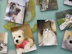 -爱妮康宠物医院·干细胞免疫细胞·肿瘤·心脏(张江店)