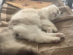 -猫大福·Fortune Cat猫舍(百子湾店)