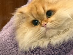 -小猫来了猫舍(福田店)