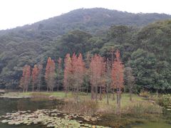 -广州市石门国家森林公园
