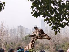 -合肥野生动物园