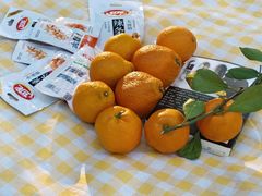 -番禺大夫山森林公园