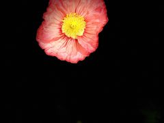 -径山花海