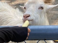 -长白岛森林公园