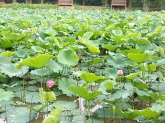 -南宁良凤江国家森林公园