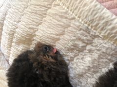 -创凡宠物医院·骨专科  猫科中心(西乡分院)