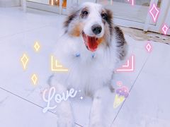 -BABYDOG宝贝狗宠物乐园(欧洲城店)