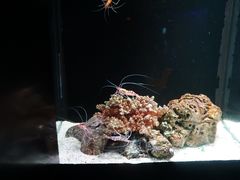 -暹罗海洋世界