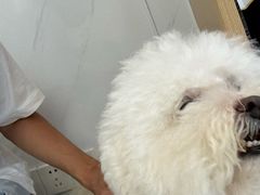 -瑞派康怡24h宠物医院·犬猫医疗中心·微创绝育(瑞景分院)
