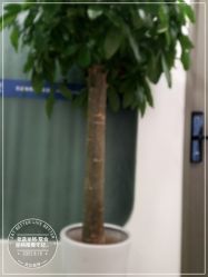 -联合丽格·张菡丽格医疗美容