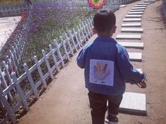 -莲花山花海