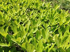 -合肥滨湖国家森林公园