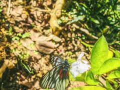 -广州白江湖森林公园