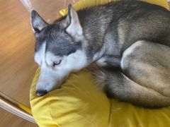 -Husky Go! 哈士奇体验馆·宠物咖啡厅狗咖