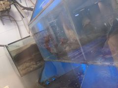 -鱼酷活鱼烤鱼(沈阳大悦城店)