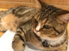 -啵啵喵·猫咖(攀华国际店)