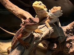 -酷以爬仙阁实体爬宠店·守宫·蜥蜴·专业繁育