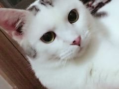 -Bastet sally猫舍购宠(静安店)