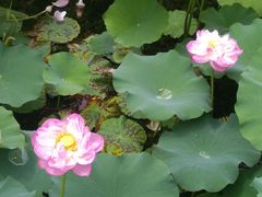 -大塘金香草谷