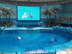 -海合安成都极地海洋公园