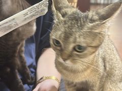 -楼上猫咖(罗湖店)