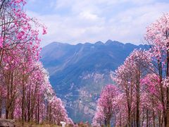 -九皇山景区