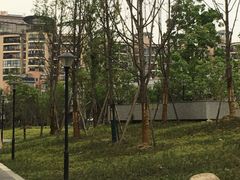 -神仙树公园