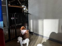 -百好乐宠物友好餐厅(朝外大街店)