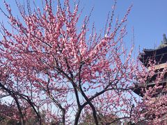 -杭州半山国家森林公园