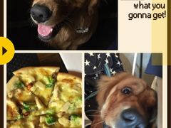 -百好乐宠物友好餐厅(朝外大街店)