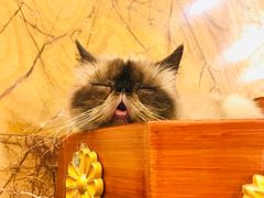 -more than meow吴止猫主题餐厅(承德 中船汇店)