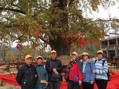 -千年银杏谷文化旅游区