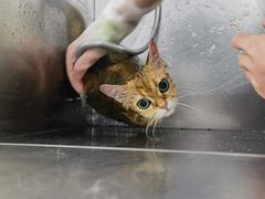 -中农国际动物医院24小时·猫科·骨科·急重症中心