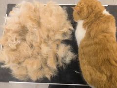 -comecome来吧宠物(奥克斯中心店)