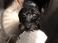 -PETKIT小佩宠物·低压洗护(国顺东路店)