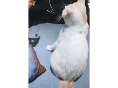 -喵的天空名猫咖啡馆·撸猫·猫舍·用品