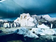 -新加坡飞禽公园